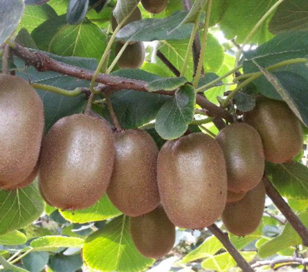 商用凈水器 商用凈水器